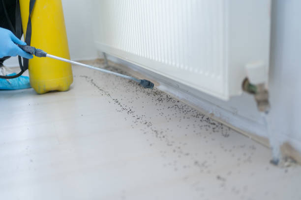 Wasp Removal Services in Schuylerville, NY